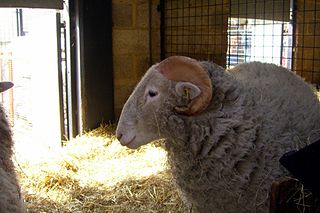 Whitefaced Woodland Breed of sheep