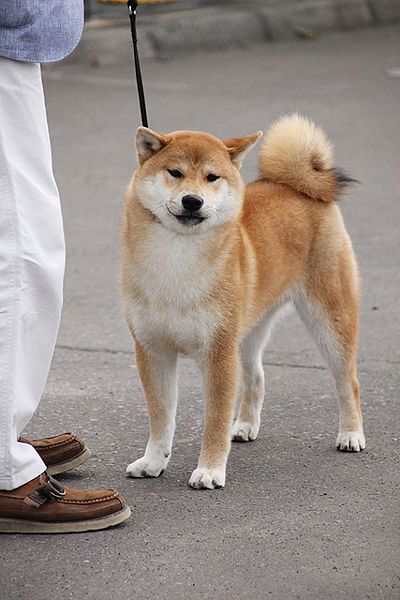 File:Shiba-Inu.jpg