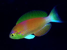 Callanthias japonicus