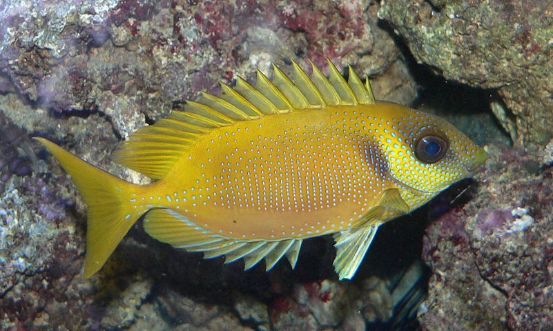 Coral rabbitfish have venomous spines which they erect if threatened.