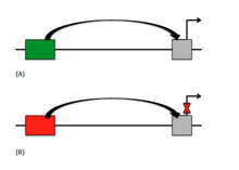 A simple image of how an enhancer and a silencer affect the function of a promoter region Silencers and Enhancers.png