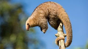 Silky Anteater cropped.jpg