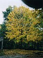 Silver Maple tree