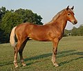 English: A bay silver Morgan horse. A genetically bay horse that shows the silver phenotype with the mane and tail diluted from black to white and the lower legs diluted from black to dark greyish. Deutsch: Morgan