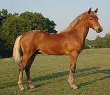 Morgan Horse Wikipedia,How To Cook Carrots Only