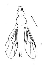 Vignette pour Tetraponera oligocenica