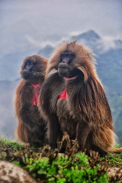 File:Simien Mtns (6174572833).jpg