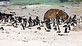 * Nomination Penguin colony at Boulders Beach, Simon’s Town, Western Cape, South Africa --XRay 03:03, 16 April 2024 (UTC) * Promotion  Support Good quality. --Plozessor 03:43, 16 April 2024 (UTC)