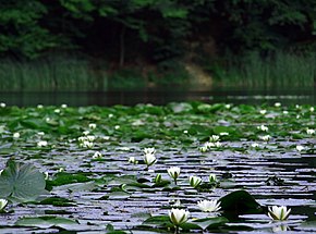 Small lake, Dognecea commune, Caras Severin County, Romania.JPG
