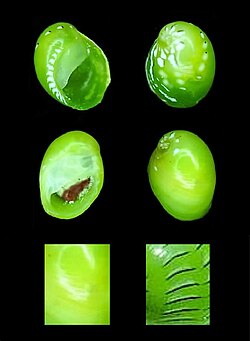 Smaragdia viridis.jpg