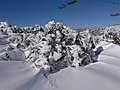 Ένας Ευκάλυπτος του χιονιού (Ευκάλυπτος ο ολιγανθής), το χειμώνα στις αυστραλιανές Άλπεις