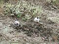 Snow Pigeon (Columba leuconota) (35784675145).jpg