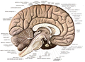 Brain cut in half through the midsection. This is an example of a sagittal plane.