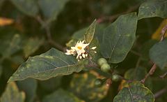 Description de l'image Solanum torvum 2.jpg.