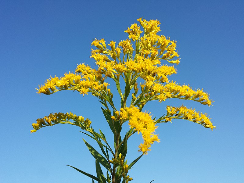 File:Solidago gigantea (subsp. serotina) sl14.jpg