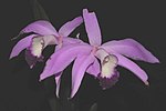 Thumbnail for Cattleya perrinii