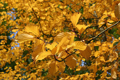 Deiliach yr hydref o ludw mynydd Corea (Sorbus alnifolia)