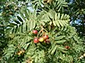 Peervormige lijsterbes (Sorbus domestica)