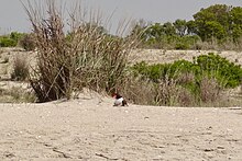 American oystercatcher on the beach at South Cape May Meadows South Cape May Meadows, NJ - oystercatcher.jpg