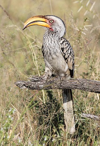 <span class="mw-page-title-main">Southern yellow-billed hornbill</span> Species of bird