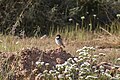 * Nomination: Spanish sparrow (Moineau espagnol) in Bouhedma National Park. By User:Faouz Kilani --TOUMOU 20:29, 9 June 2024 (UTC) * * Review needed