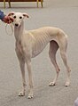 Spanish Greyhound, Smooth, cream