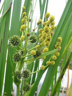 Isopalpakko (Sparganium erectum)