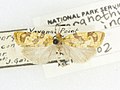 Spargonothis inconditana, det. J. Gates Clarke, -72131, Yavapai Point, Grand Canyon, Arizona, 7 March 1944, Louis Schellbach III 1 (49549287733).jpg
