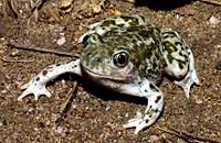 Purring Spadefoot