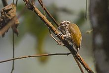 Speckled Piculet Pangolakha Wildlife Sanctuary Ost-Sikkim Indien 11.04.2016.jpg