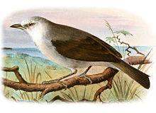 Speirops leucophoeus