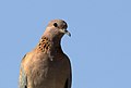 Spilopelia senegalensis - Laughing Dove, Mersin 2018-09-23 01.jpg