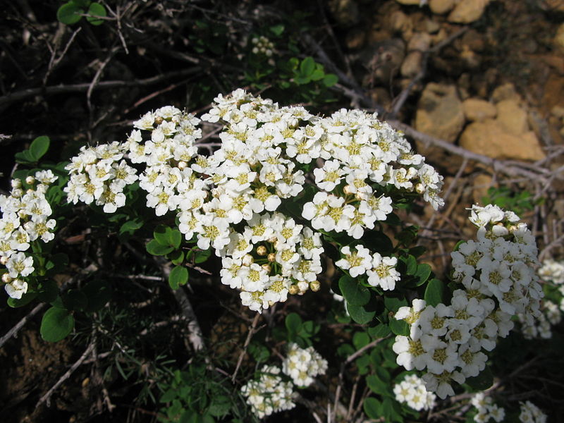 File:Spiraea nipponica 1.JPG