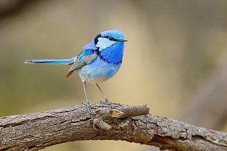 "Splendid_Fairywren_8352.jpg" by User:JJ Harrison