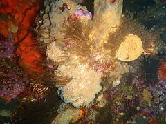 Sponges, hydroids and bryozoans on the pinnacle ridge