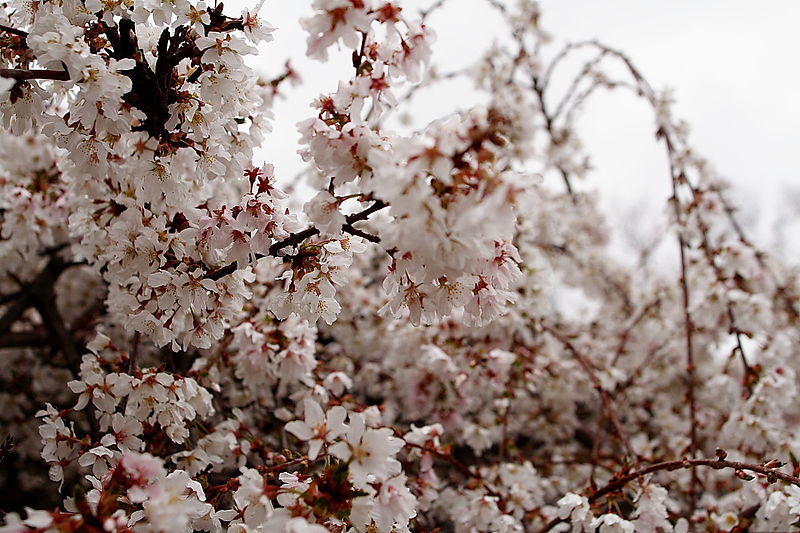 File:Spring-weeping-cherry-tree - West Virginia - ForestWander.jpg