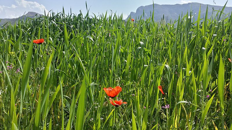 File:Spring poppies.jpg