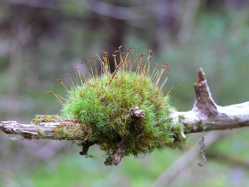 File:Sprouting Moss (8bfce12b-2ae2-40d2-9033-56b6f874f5a0).JPG