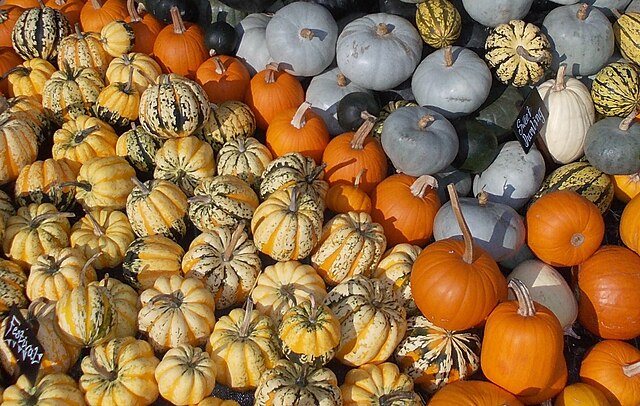 Image: Squashes at Kew Gardens Incr Edibles 2013