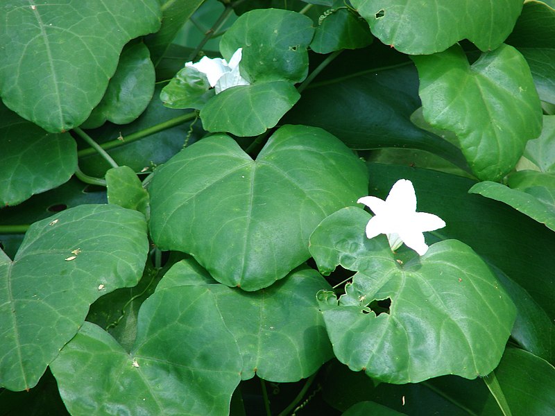 File:Starr-070405-6827-Coccinia grandis-leaves and flowers-Hulopoe-Lanai (24887346825).jpg