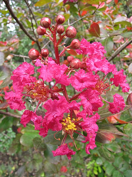 File:Starr-100803-8519-Lagerstroemia indica-flowers-Enchanting Floral Gardens of Kula-Maui (24750404600).jpg