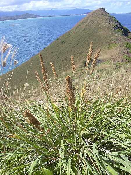 File:Starr 050224-0154 Eragrostis variabilis.jpg