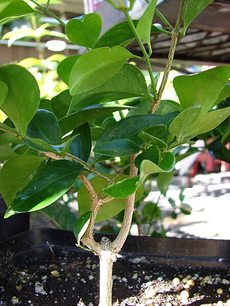 File:Starr 080103-1190 Jasminum simplicifolium.jpg