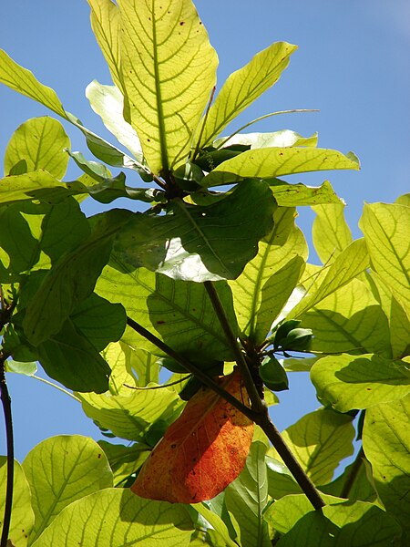 File:Starr 080608-7639 Terminalia catappa.jpg