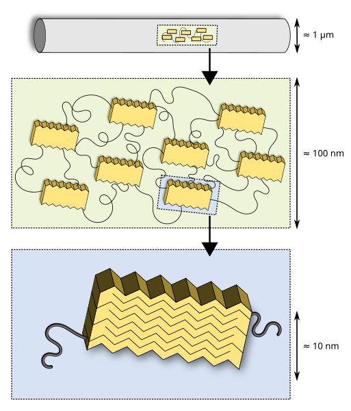 File:Structure of spider silk thread.svg