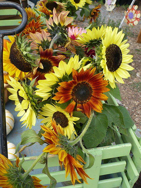 File:Sunflower Cart Freshwater CA.JPG