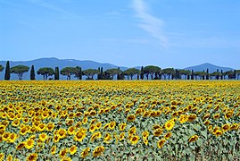 Fushë me luledielli pranë Castiglione della Pescaia, Maremma