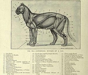 Diagrama etiquetado do sistema muscular de um gato