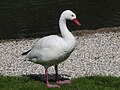 Coscoroba swan at the London Wetland Centre