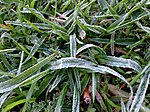 Frost on grass in Sydney